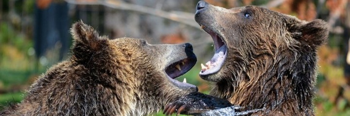 Stories: Beren op de weg (spreekwoordenverhaal) | wakeupkitty