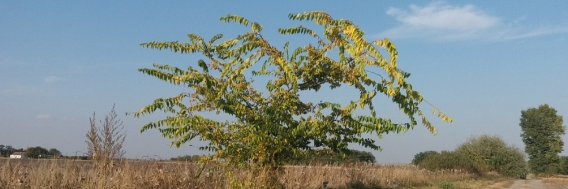 Stories: Boompje (e.d.i.t./spreekwoordenverhaal) | wakeupkitty