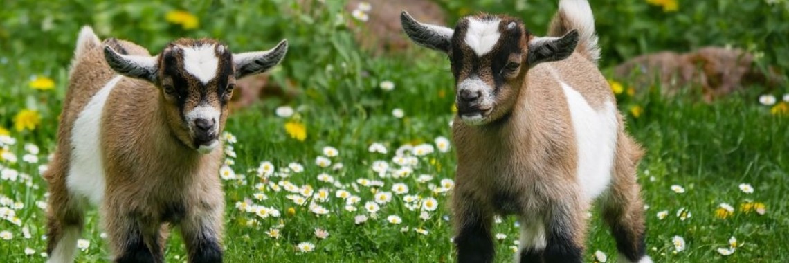 Stories: De 7 geitjes... (e.d.i.t.) | wakeupkitty