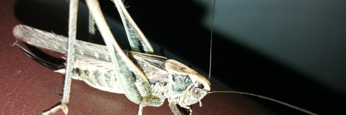 Stories: Krekel en Mier | wakeupkitty