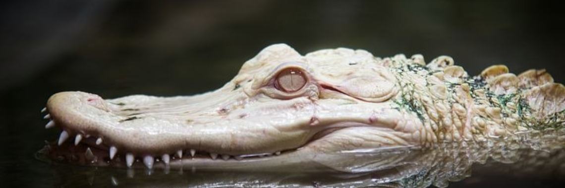 Stories: De oude heks | wakeupkitty