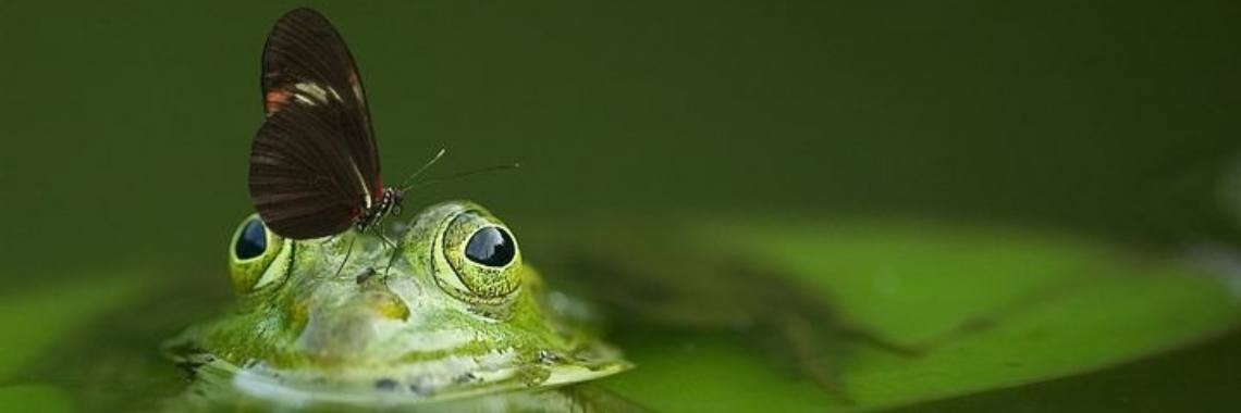 Stories: Die droomprins | wakeupkitty