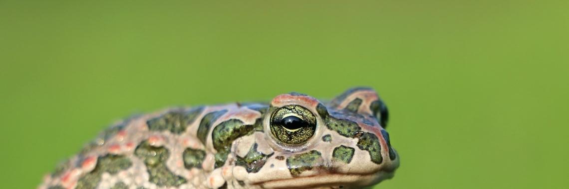 Stories: Duimelijntje | wakeupkitty