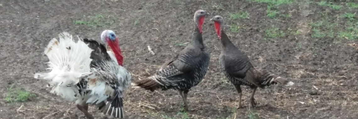 Stories: Er staat een haan te kraaien... | wakeupkitty