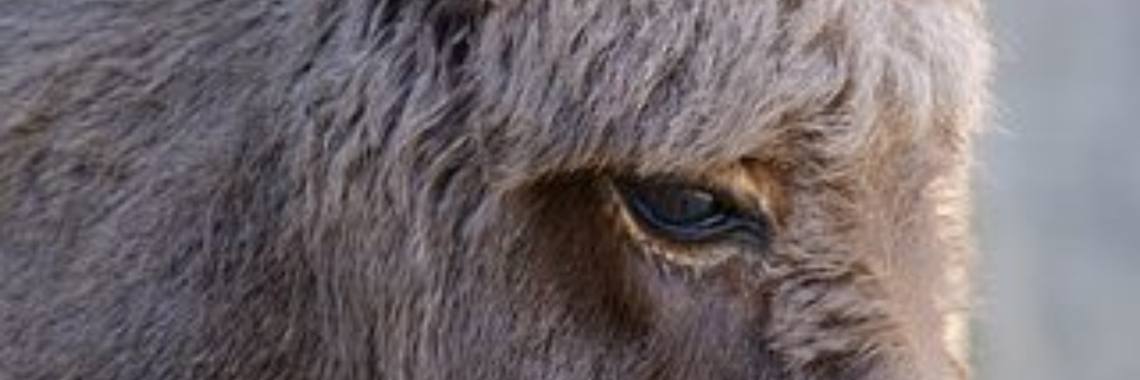 Stories: Ezel! (e.d.i.t./spreekwoordenverhaal) | wakeupkitty