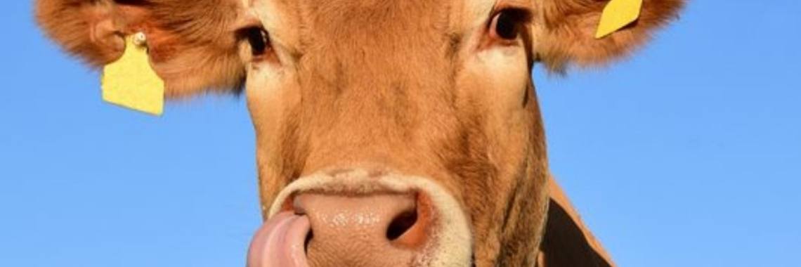 Stories: Hans is dom? (e.d.i.t) | wakeupkitty