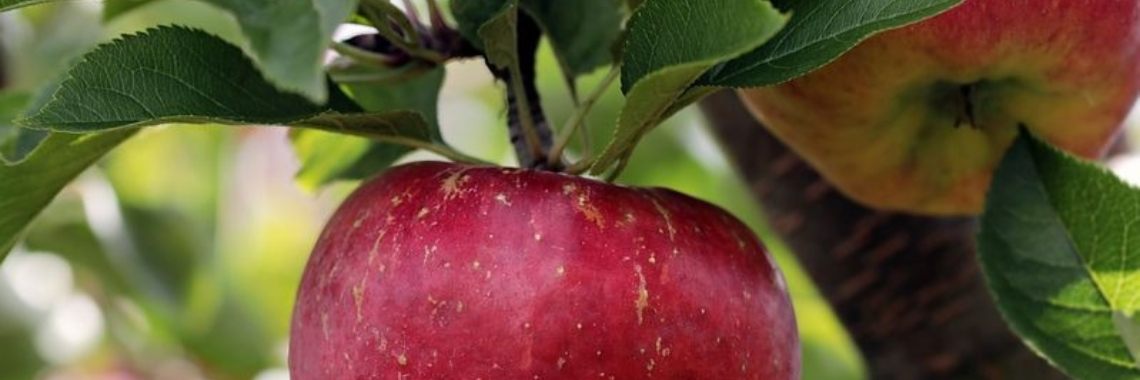 Stories: Het Aardmonster | wakeupkitty