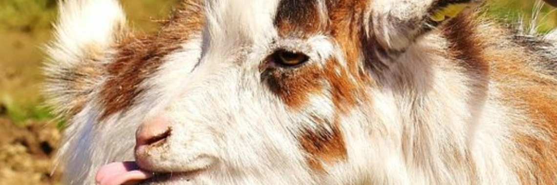 Stories: Het neusje van de zalm (spreekwoorden verhaal) | wakeupkitty