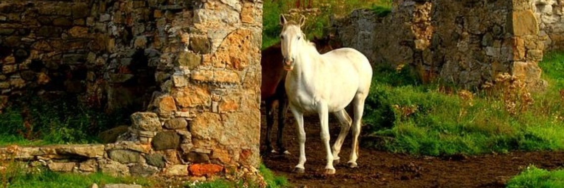 Stories: Het oude paard, Anansi de spin en de slimme vos | wakeupkitty