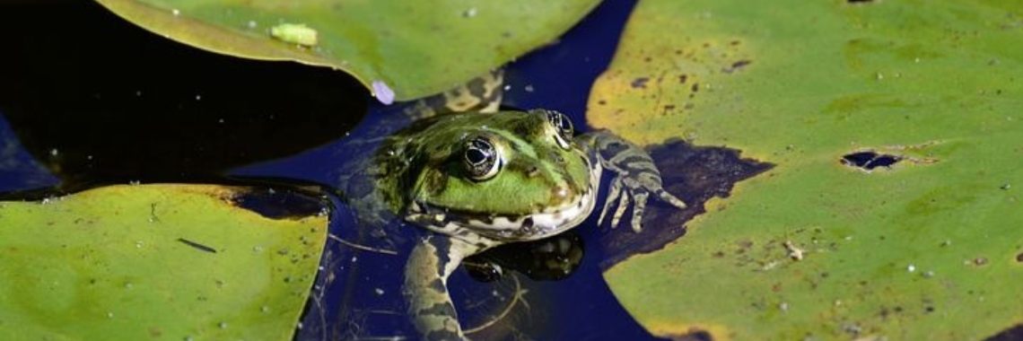 Stories: Kaka en Kssst - deel 1 | wakeupkitty