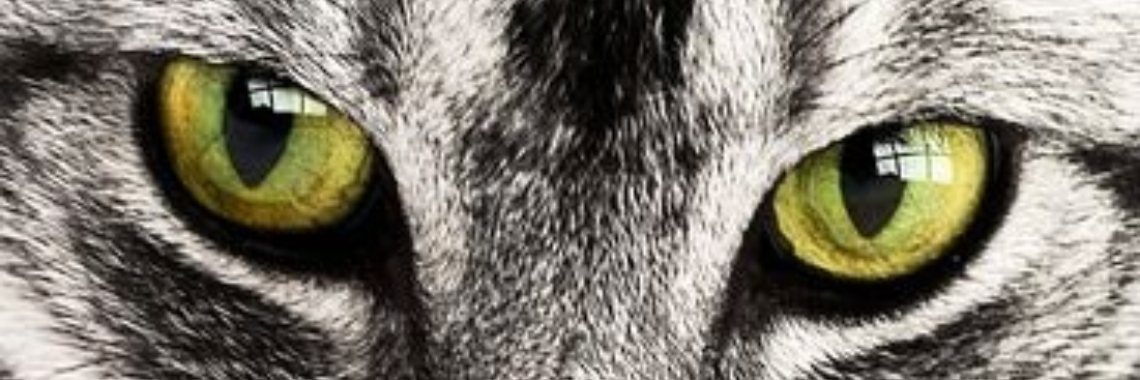 Stories: Kattenbelletje (e.d.i.t./spreekwoordenverhaal) | wakeupkitty