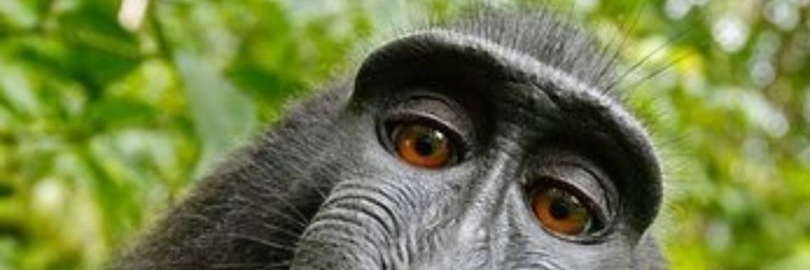 Stories: Mo (e.d.i.t./spreekwoordenverhaal) | wakeupkitty