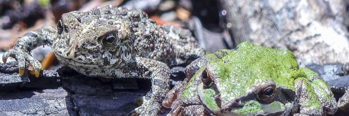 Stories: Pad gaat logeren - 9 (140w/inclusief nieuwe spreekwoorden Yoorsleden) | wakeupkitty