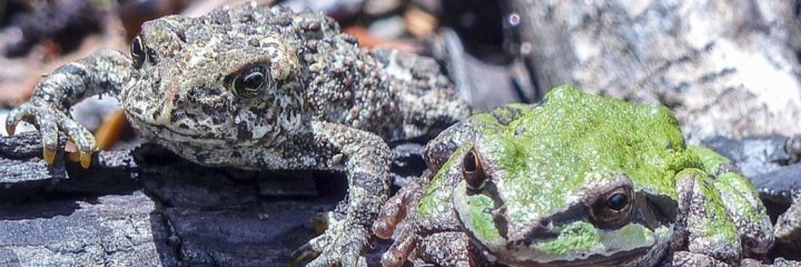 Stories: Pad gaat logeren - 7 (140w/inclusief nieuwe spreekwoorden van Yoorsleden) | wakeupkitty