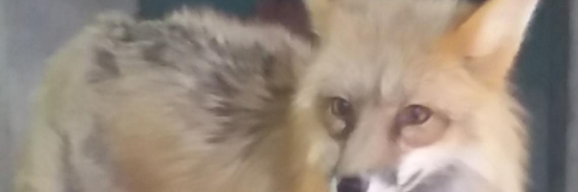 Stories: Reinaert de Vos (Reintje) - korte versie  | wakeupkitty