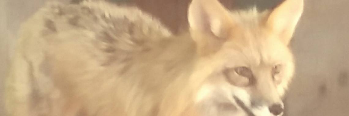 Stories: Reynaert de Vos - deel 2 (Reintje) - lange versie | wakeupkitty