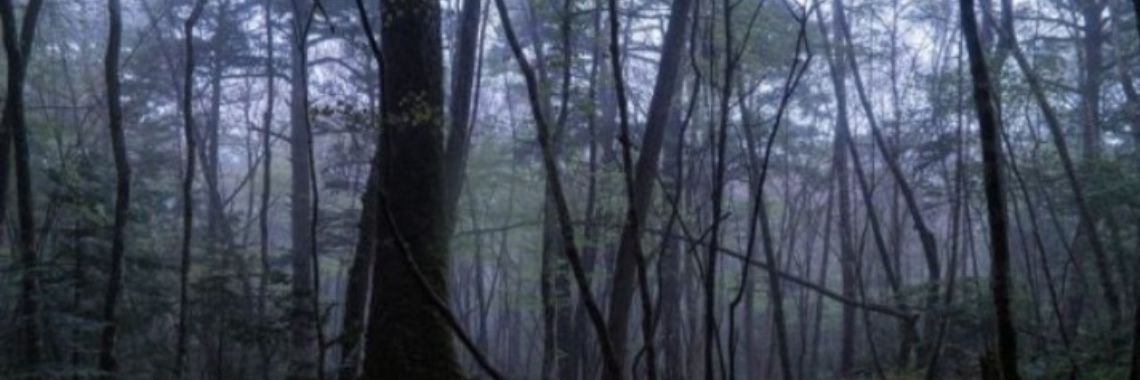 Stories: The forest | wakeupkitty