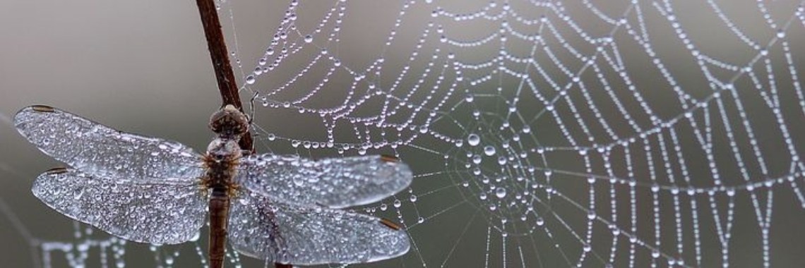 Stories: Vliegen (e.d.i.t./spreekwoordenverhaal) | wakeupkitty