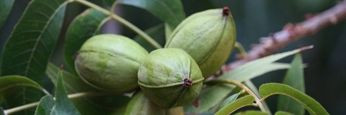 Stories: Walnootsprookjes (e.d.i.t./spreekwoordenverhaal) | wakeupkitty