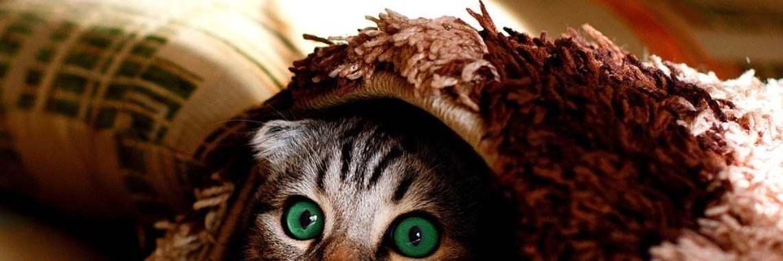 Over en uit. (140w) | wakeupkitty