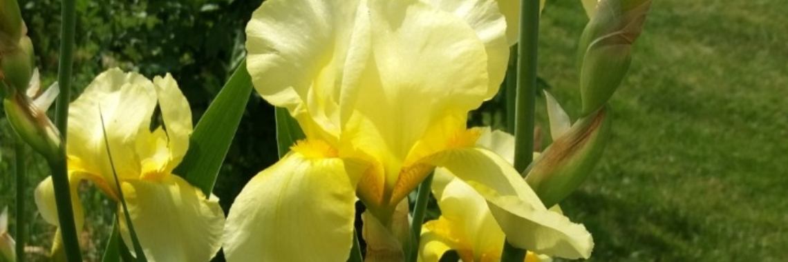 Vreemde tulpen (Godin van de regenboog) | wakeupkitty