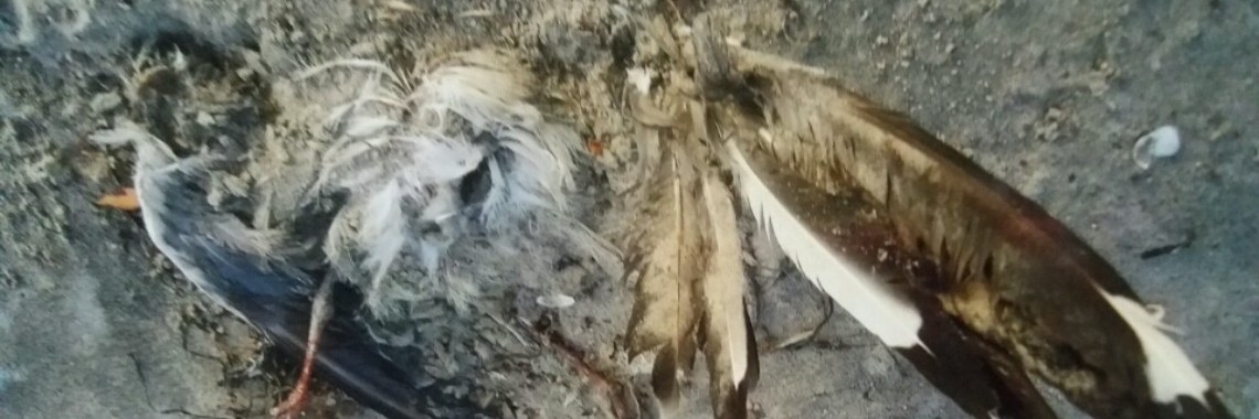 Opinion: Wat zie ik? Dode vogel op strand. Re: ANTARTICA  ...   Encaustic-Art. | wakeupkitty