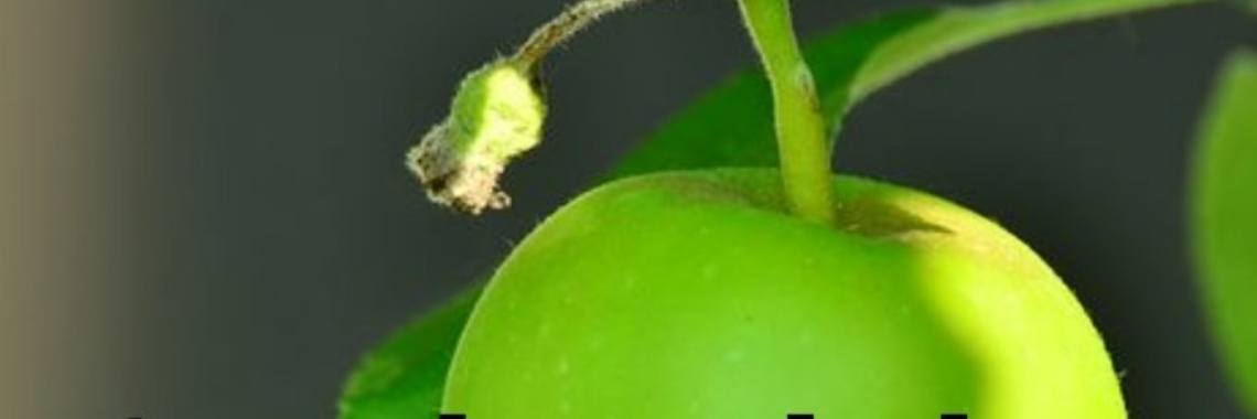 Weinig geld: 1 Appel voor de dorst | wakeupkitty