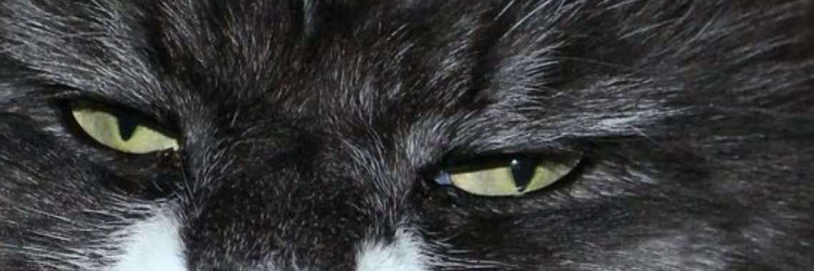 Whatsapp lekker handig | wakeupkitty