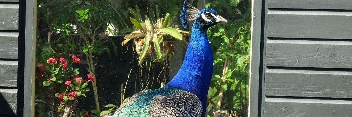 Zo trots als een... | wakeupkitty