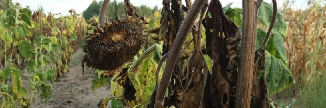 Zonder zonnige zonnestralen... (mirandolka) | wakeupkitty