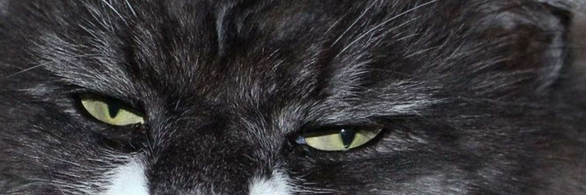 Stories: De waterrat (140w) | wakeupkitty