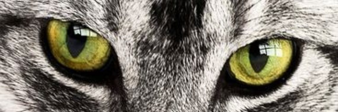 Stories: De jager (140w) | wakeupkitty