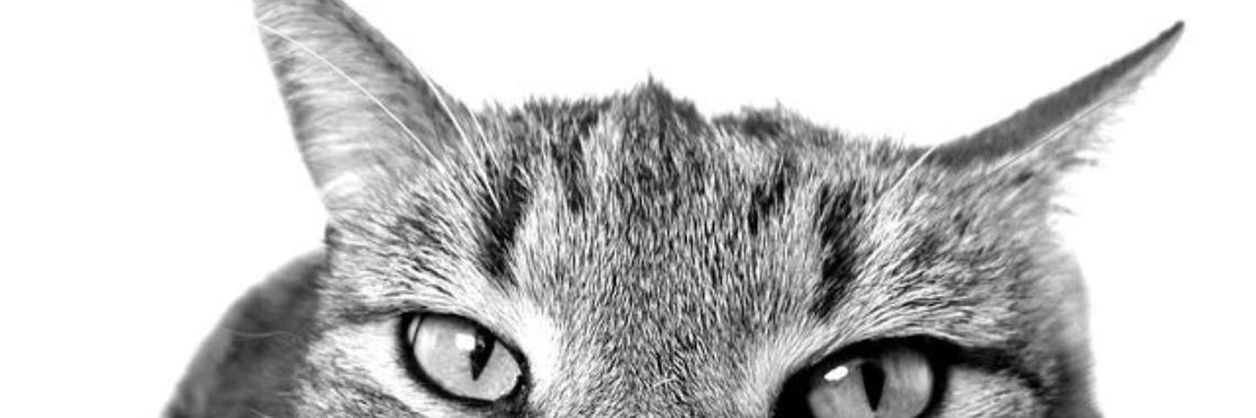 Van de wereld | wakeupkitty