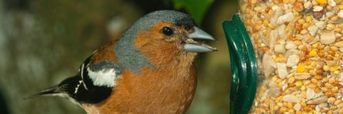 Vogels voeren in de herfst | Marjolein Koning