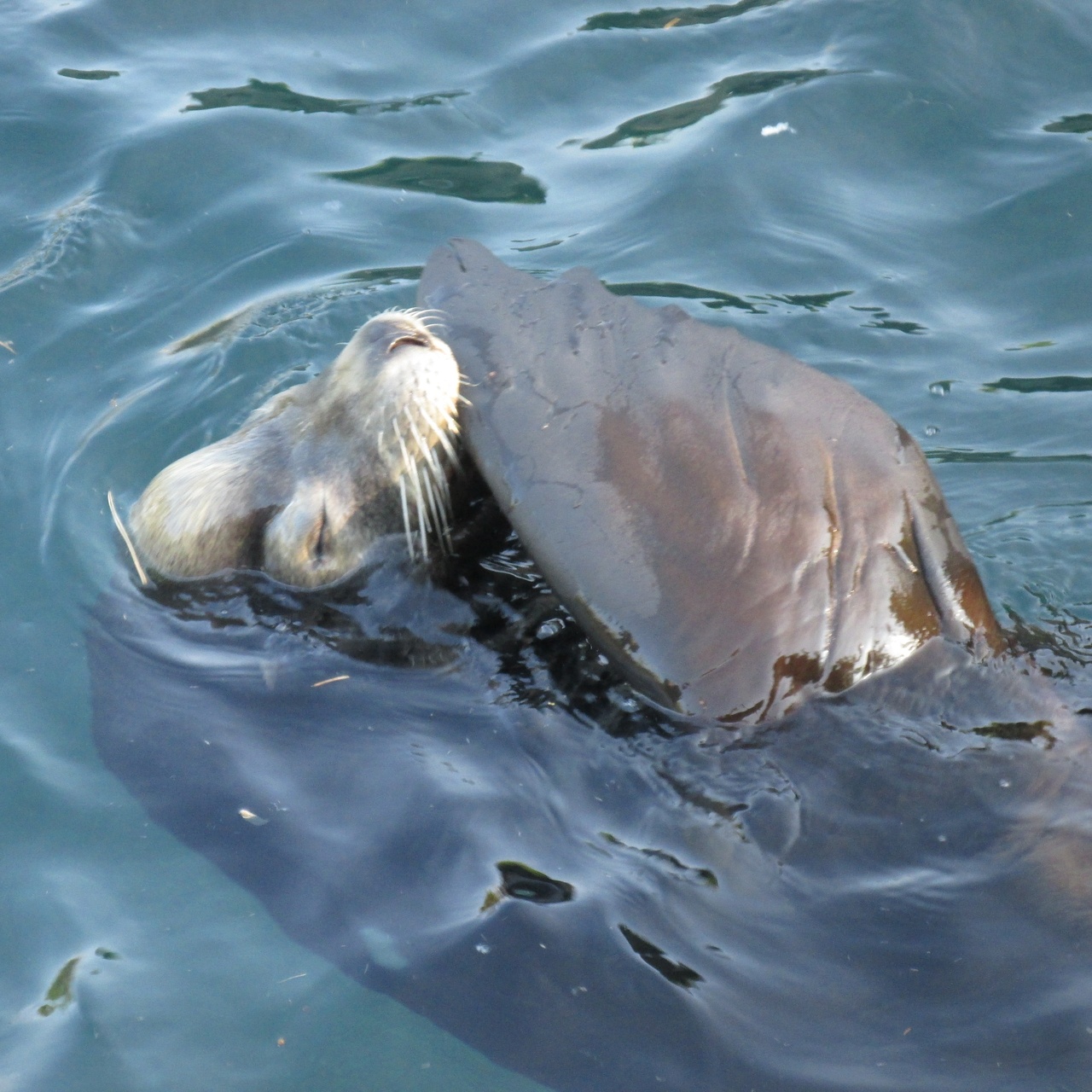 Zeehond - Yoors