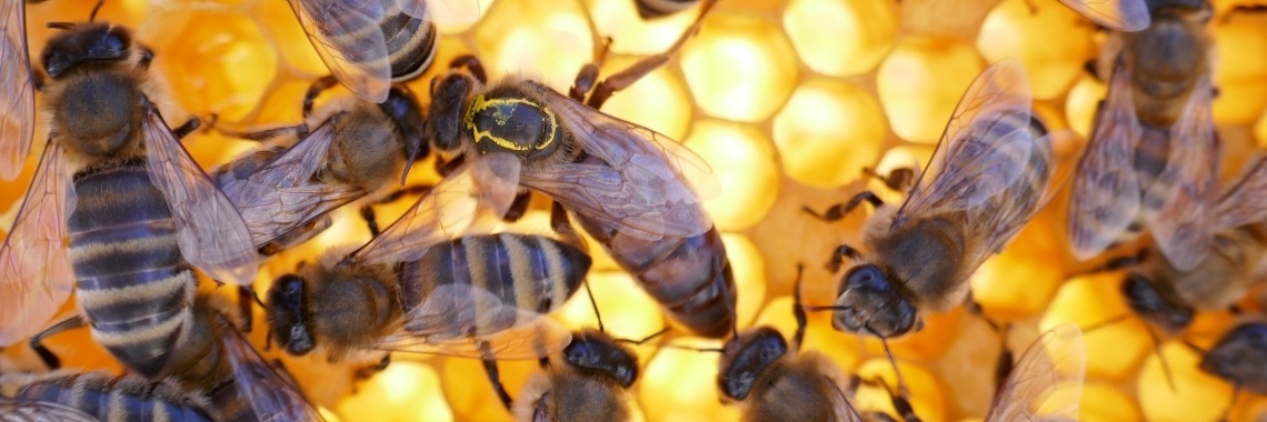 Honingbijen. | Schorelaar