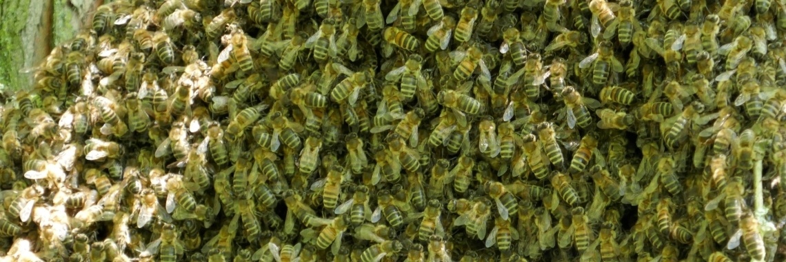 Bijen zwerm. | Schorelaar