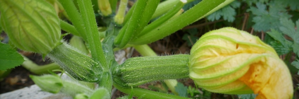 Courgette spirelli met avocado. | Schorelaar