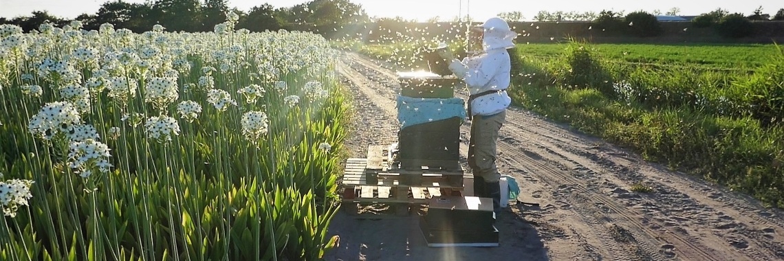 Mijn passie voor bijen. | Schorelaar