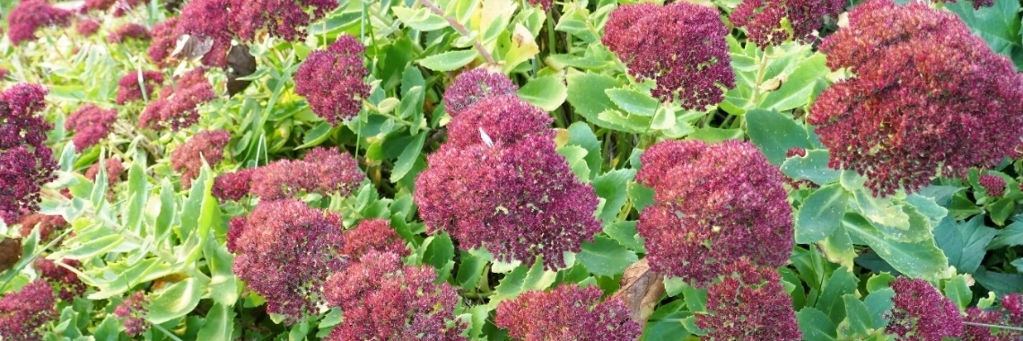 De tuin in November. | Schorelaar