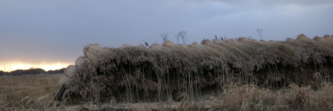 De Weerribben-Wieden, nationaal park. | Schorelaar