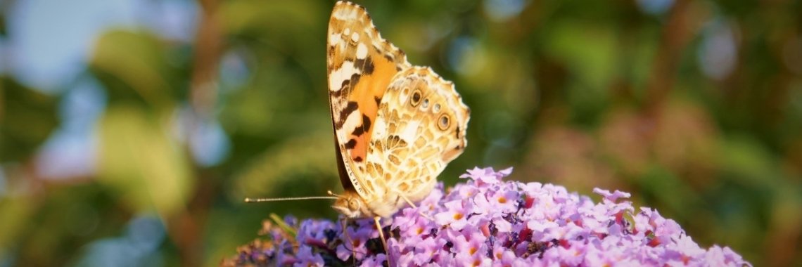 Distelvlinder | Schorelaar