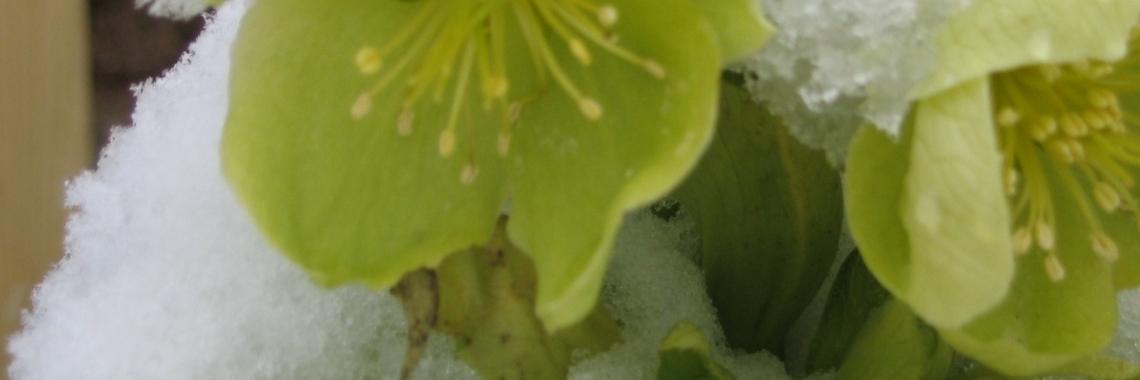 #Drachtplanten- Helleboris niger. | Schorelaar