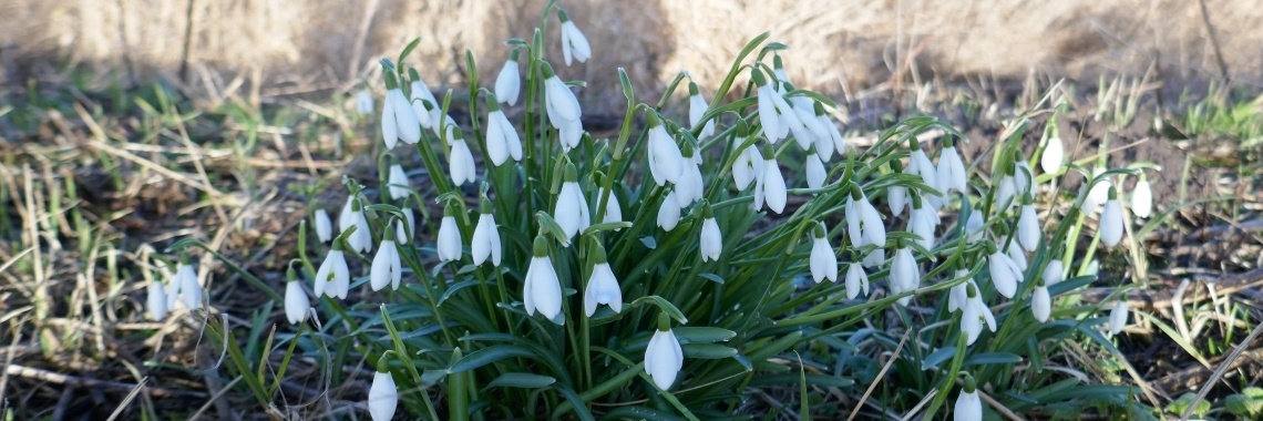 Drachtplanten #sneeuwklokjes | Schorelaar