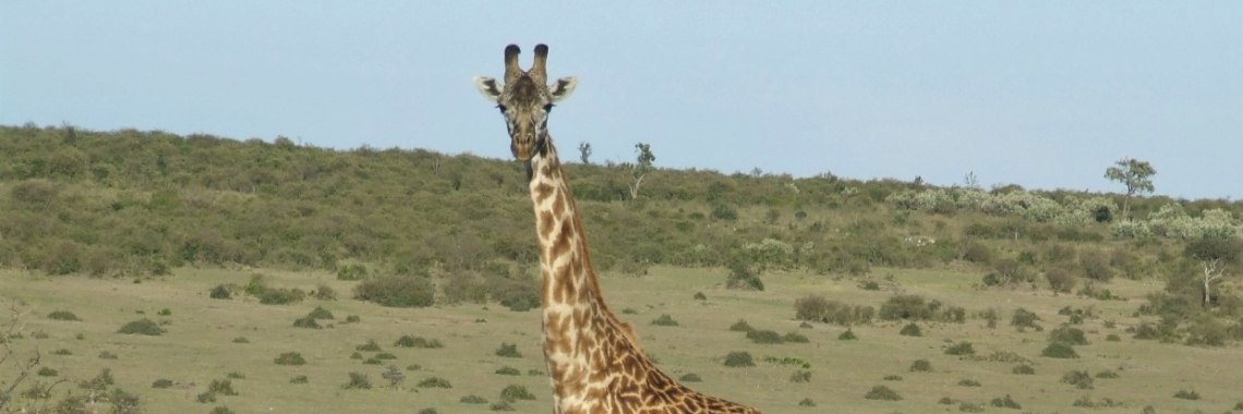 Giraffen. | Schorelaar