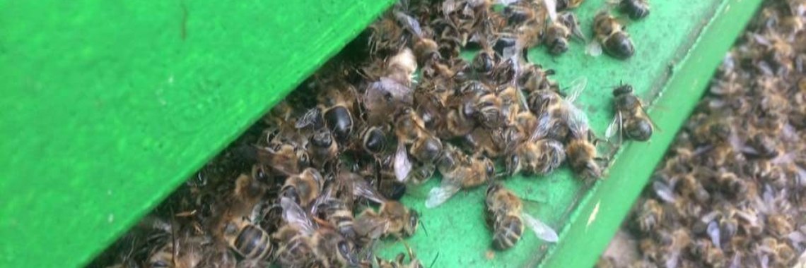 Het effect van bestrijdingsmiddelen  | Schorelaar