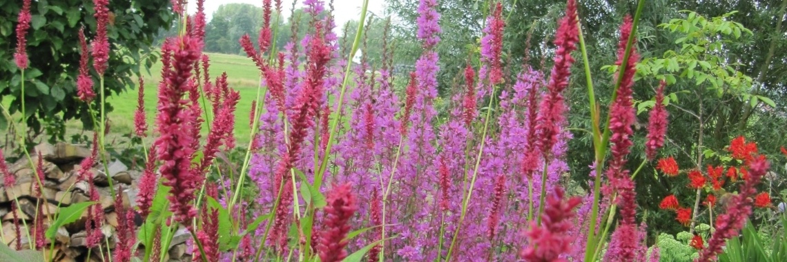 Drachtplanten per maand | Schorelaar