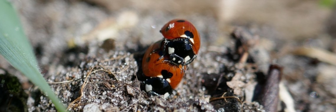 Lieveheersbeestjes. | Schorelaar