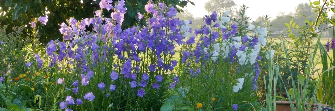 Mollen in de tuin! | Schorelaar