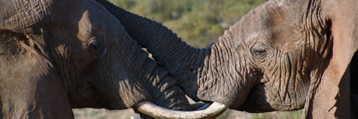 Olifanten | Schorelaar